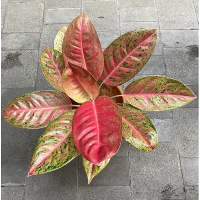 Aglonema Bigroy merah | Tanaman hias aglonema bigroy | Aglonema bigroy merah