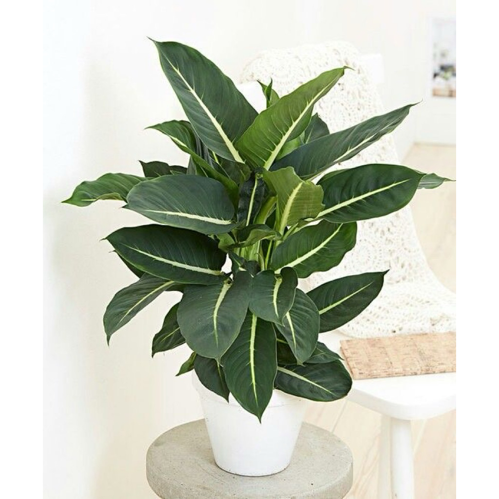 Blanceng neon | Tanaman blanceng neon | Dieffenbachia green magic