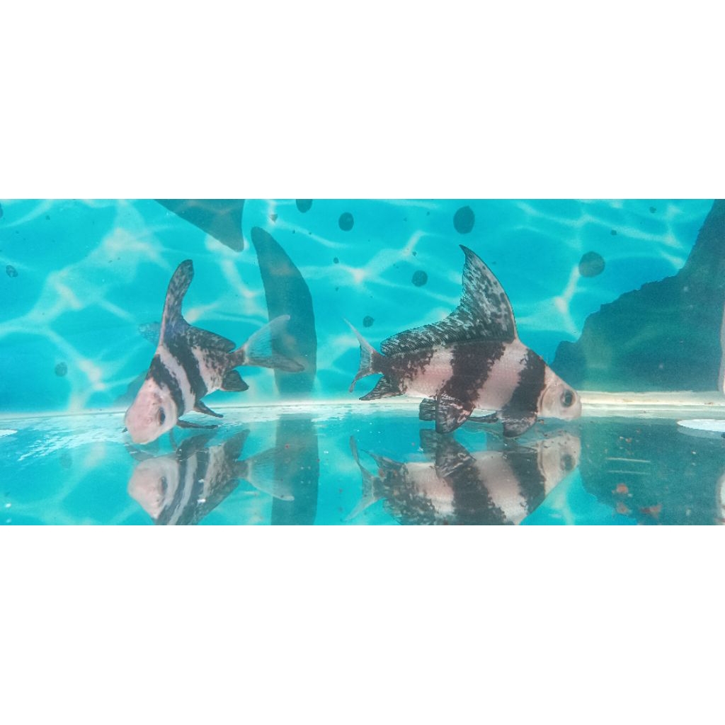 CHF CHINESE HIGH FINE -+12CM PER EKOR