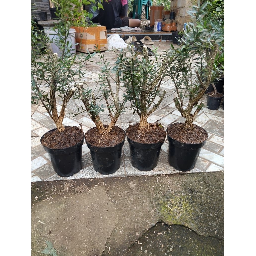 bonsai boksus tahapan mantap boxus siap pajang