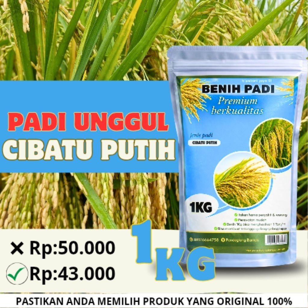 benih padi cibatu putih 1kg original kemasan