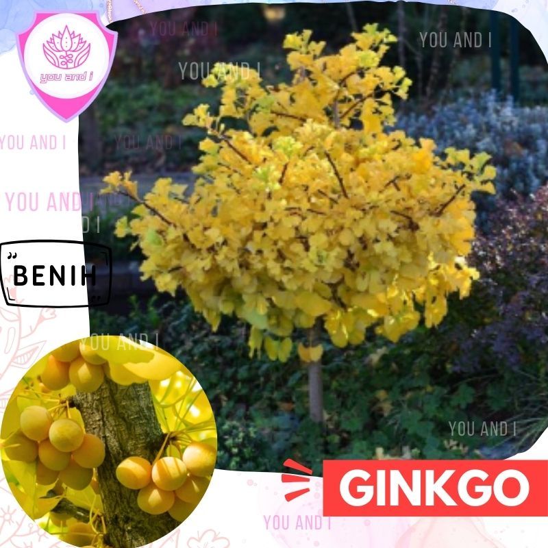 Benih GINKGO [isi-3] Biji Pohon Gingko Biloba