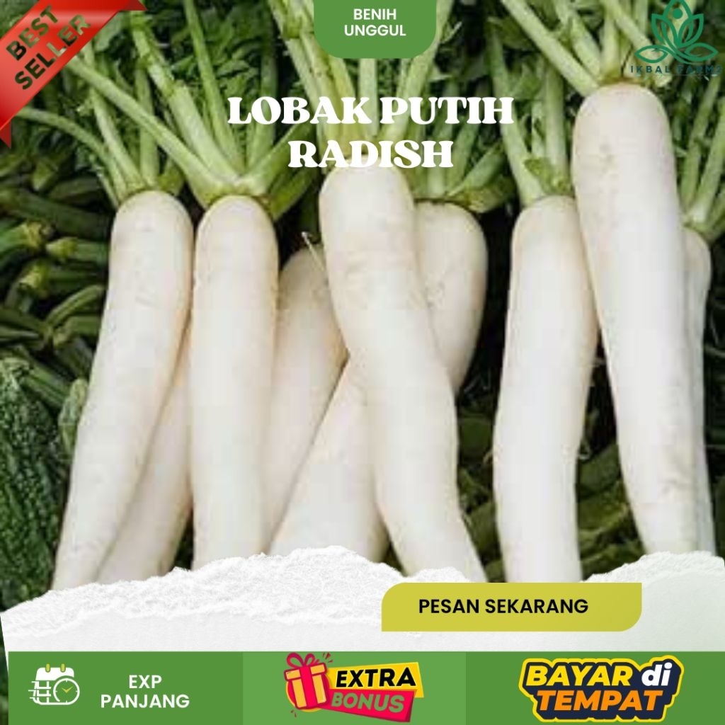 (500 gram) BIJI BENIH LOBAK PUTIH RADISH UNGGUL | EXTRA BONUS