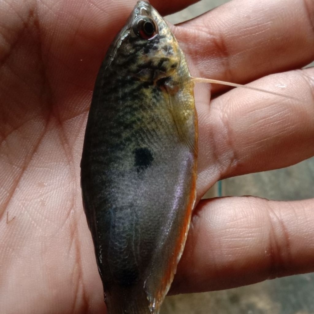 bibit ikan sepat rawa/sepat sawah berkualitas
