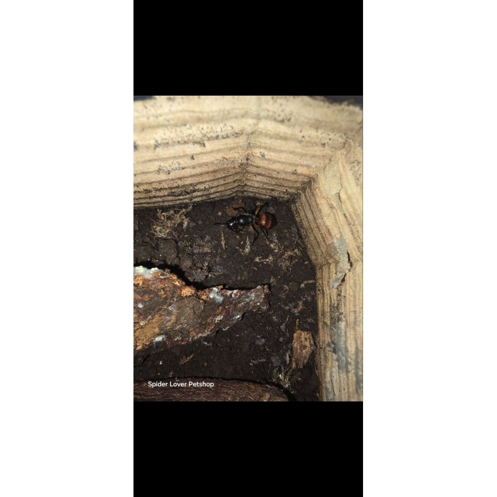 gigas queen kuning / Lobatus gigas / strombus gigas