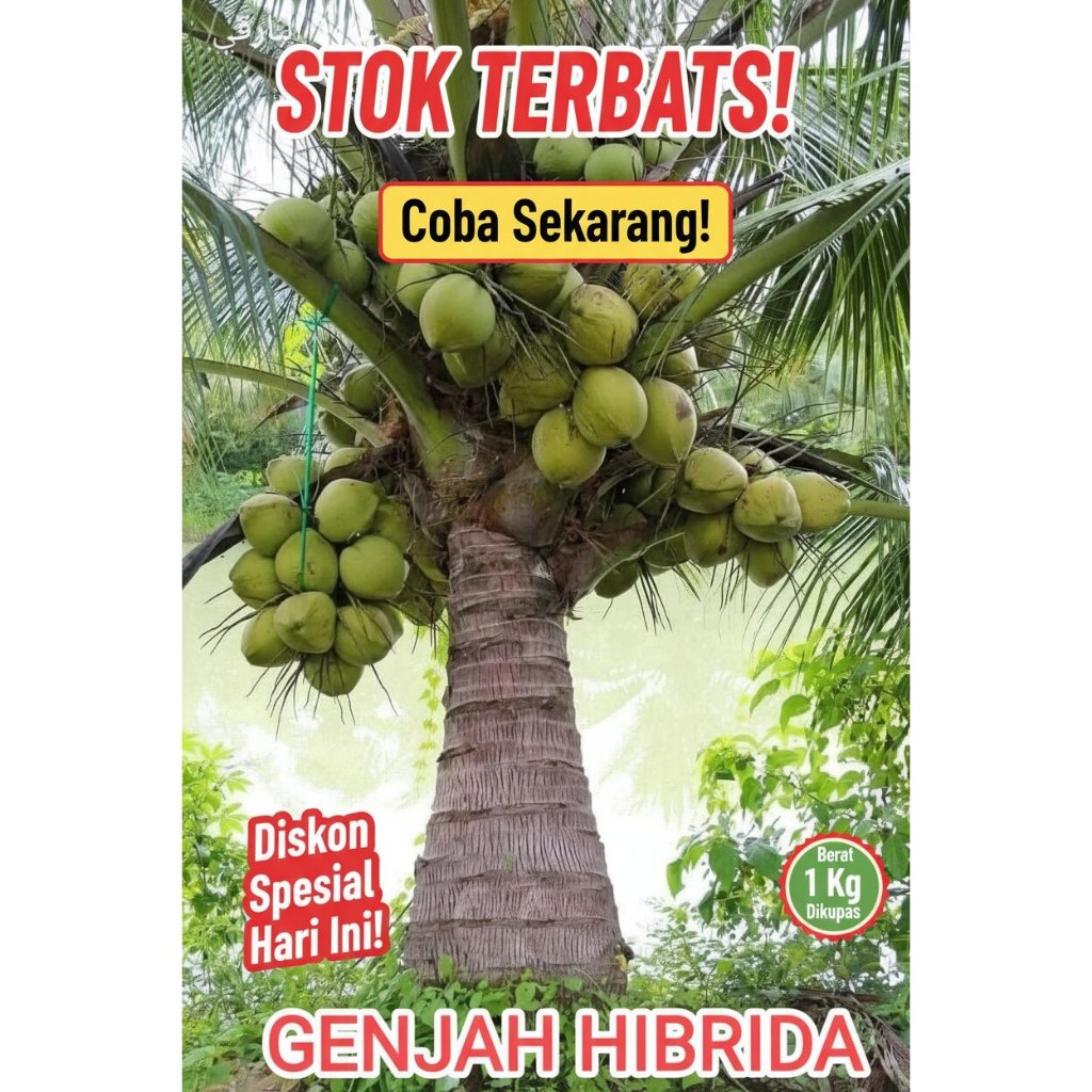 TERMURAH  Bibit Kelapa Hibrida Besar