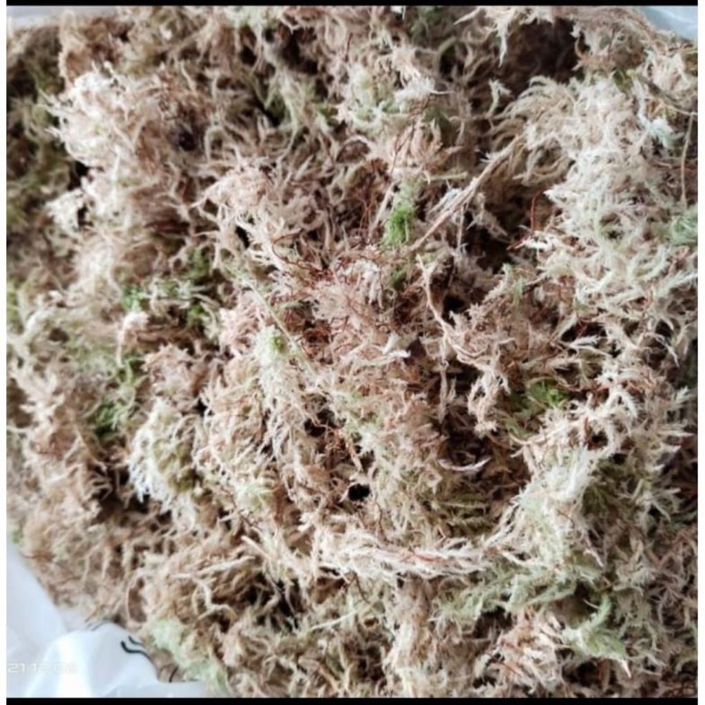 Media tanam Spagnum Moss lokal, media tanam anggrek Moss lokal 100gr