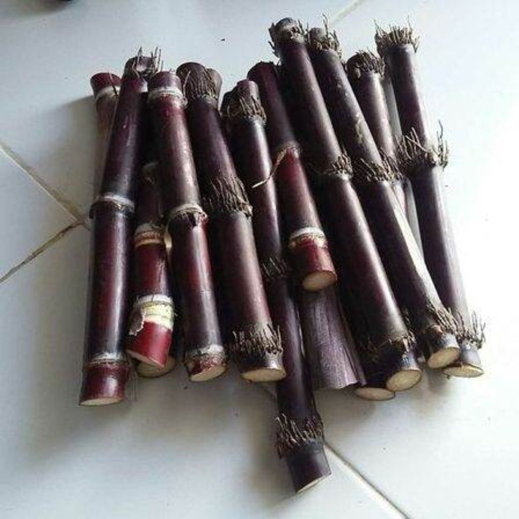 Bibit Tebu Ireng/Tebu hitam siap tanam