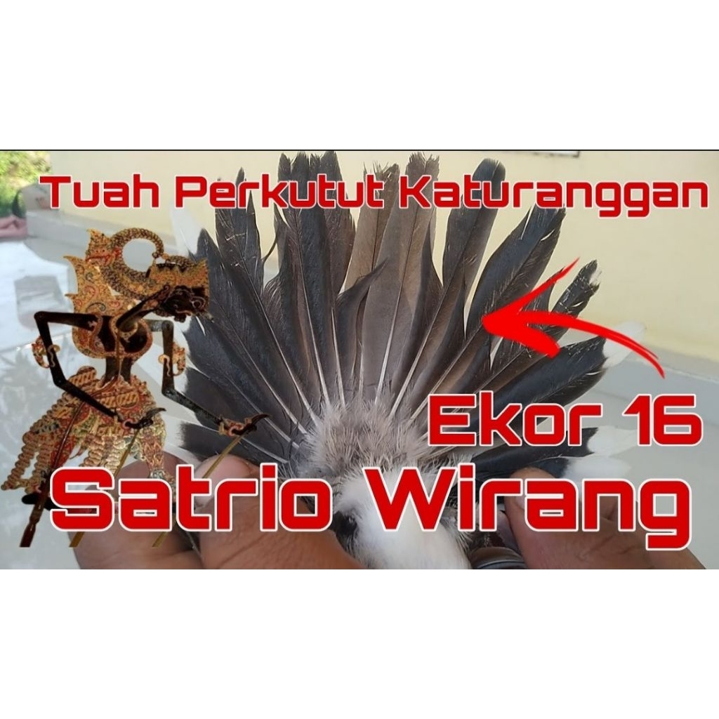 PERKUTUT KATURANGGAN EKOR 16