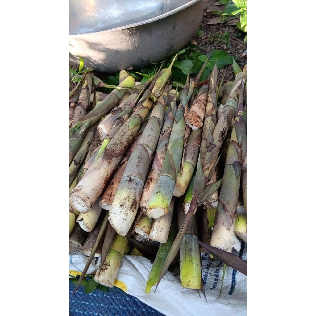 Rebung bambu muda fres per 500 gram ,rebung cina super renyah