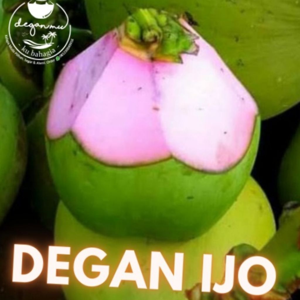 Buah degan ijo sabut merah kelapa hijau merah banyak nutrisi racun tubuh hilang