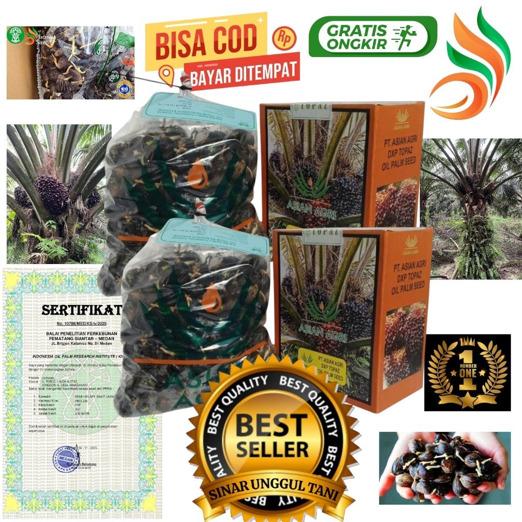 bibit benih kecambah sawit unggul TOPAZ