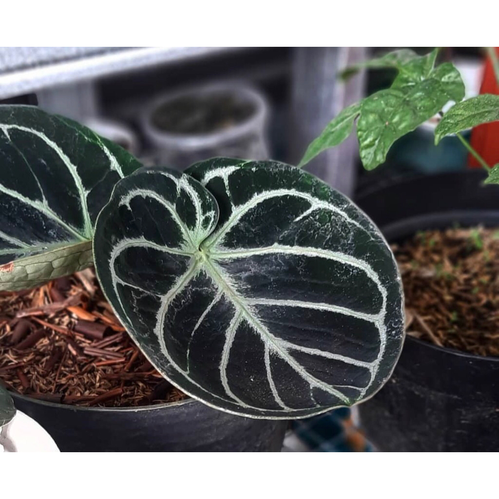 Anthurium Kuping Gajah Mangkok Super Baby - Tanaman hias Kuping Gajah Mangkok