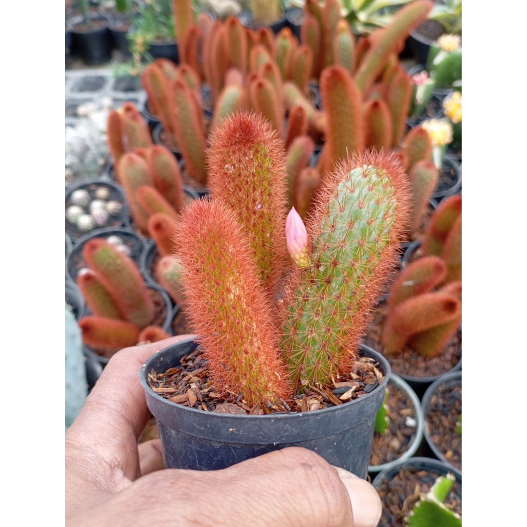 cactus ekor tupai merah ownroot