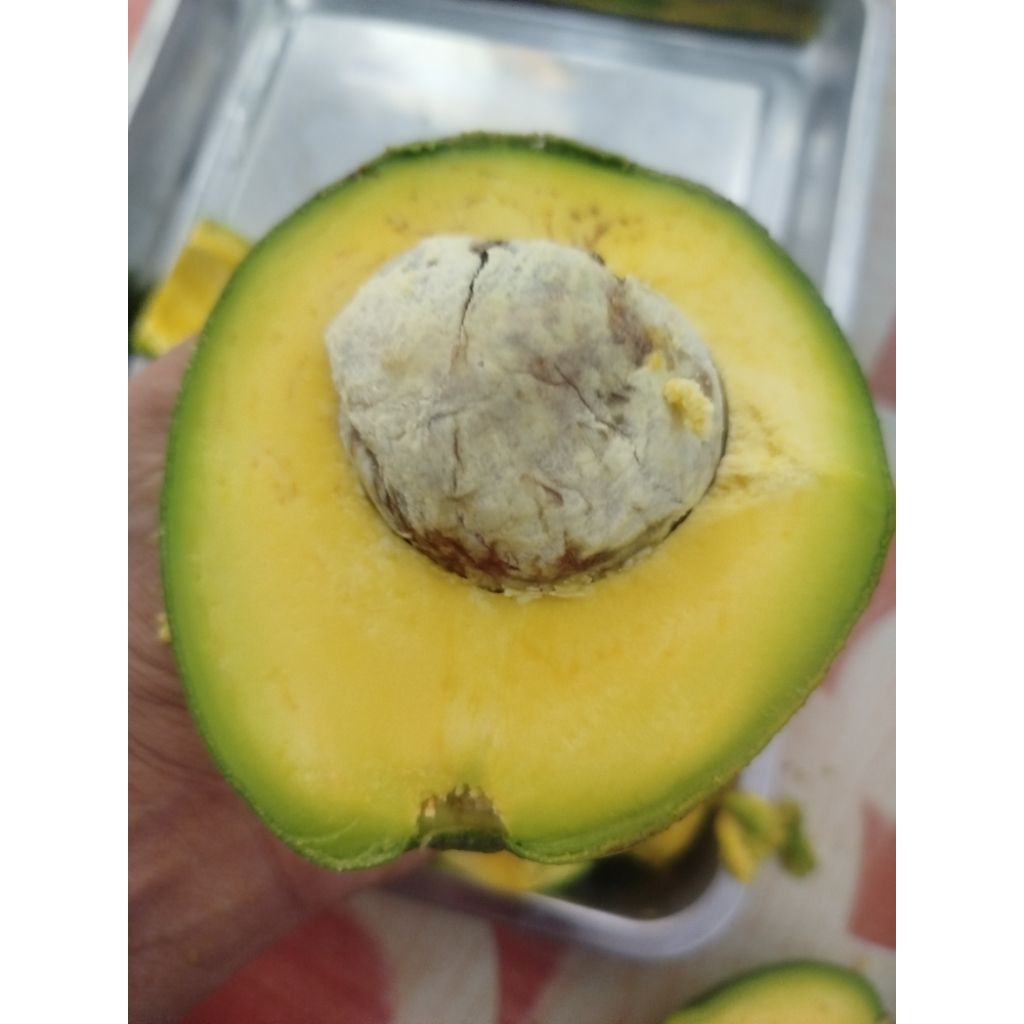 Alpukat Mentega Jumbo Setengah Matang /Mentah/ alpukat Markus