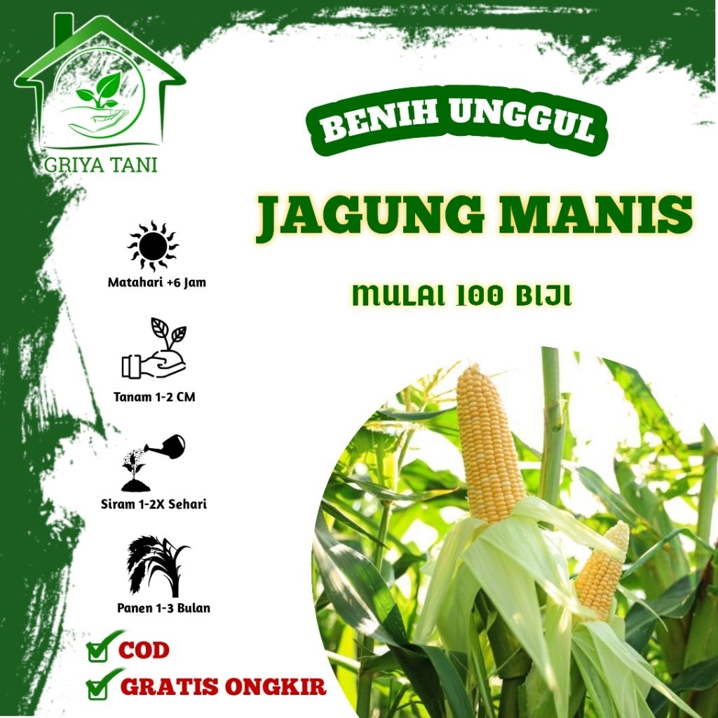 Benih Jagung Manis Super Jumbo Repack Isi 500 Biji - Bibit Sayuran Unggul