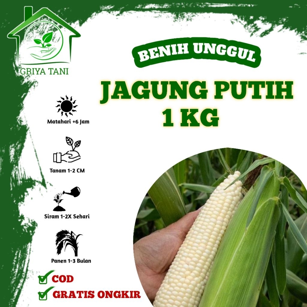Benih Jagung Putih Ketan 1kg - Bibit Jagung Pulut Hibrida F1 Tahan Hama
