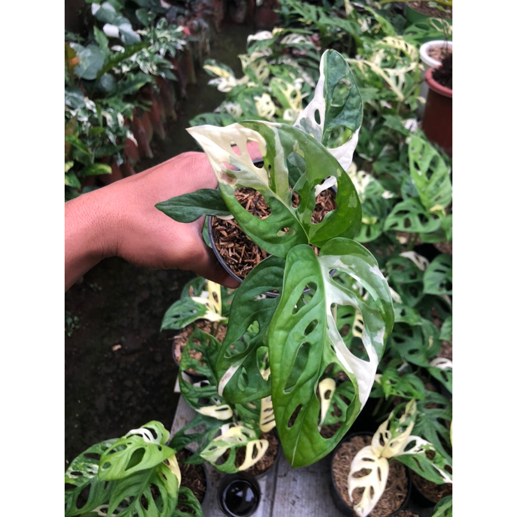 Tanaman Hias Monstera Janda Bolong Variegata jepang /   Janda Bolong Var Jepang / Janda Bolong Acumi