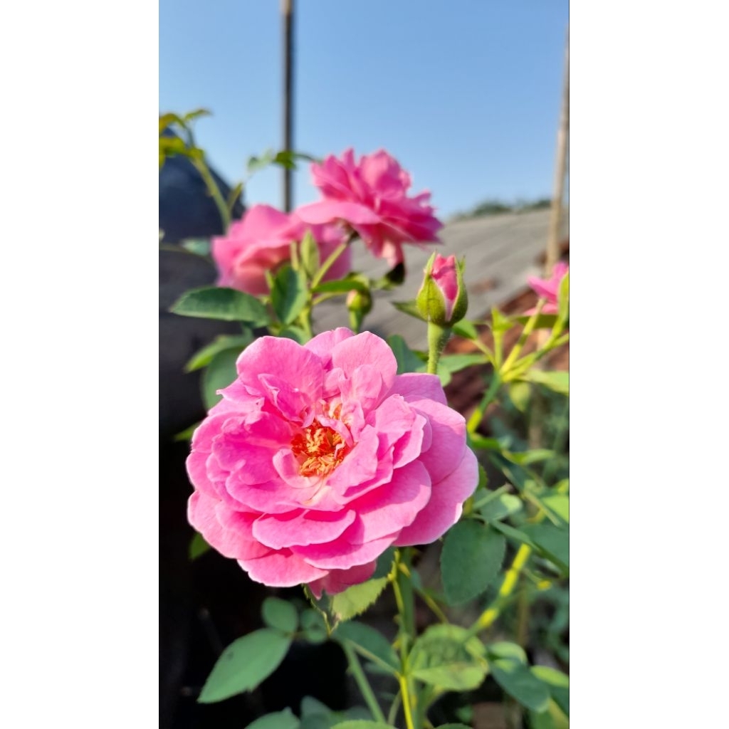 Stek batang belum berakar 30cm. Mawar kampung Damascena pink wangi strong