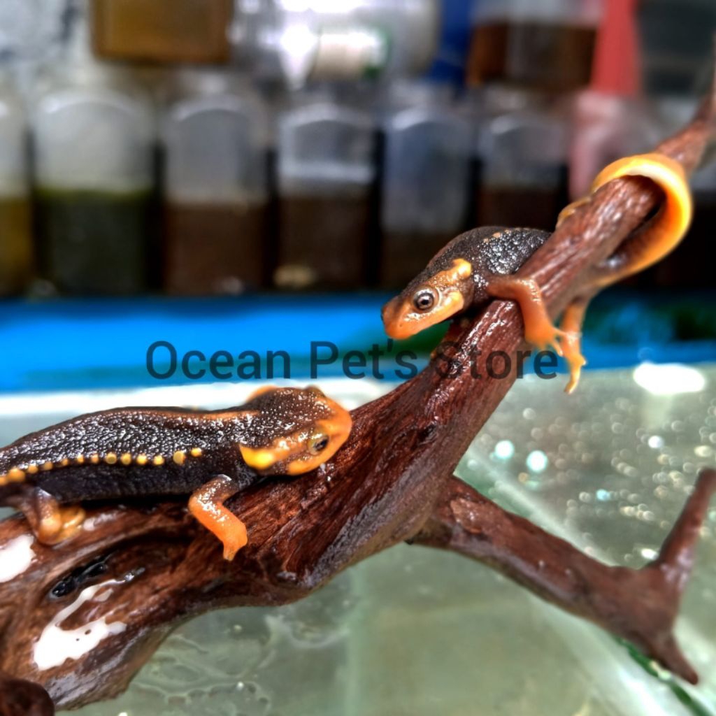 Salamander newt red himalayan hewan peliharaan semi aquatic