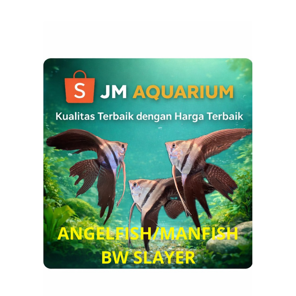 ANGELFISH/MANFISH BW SLAYER size 6-8cm