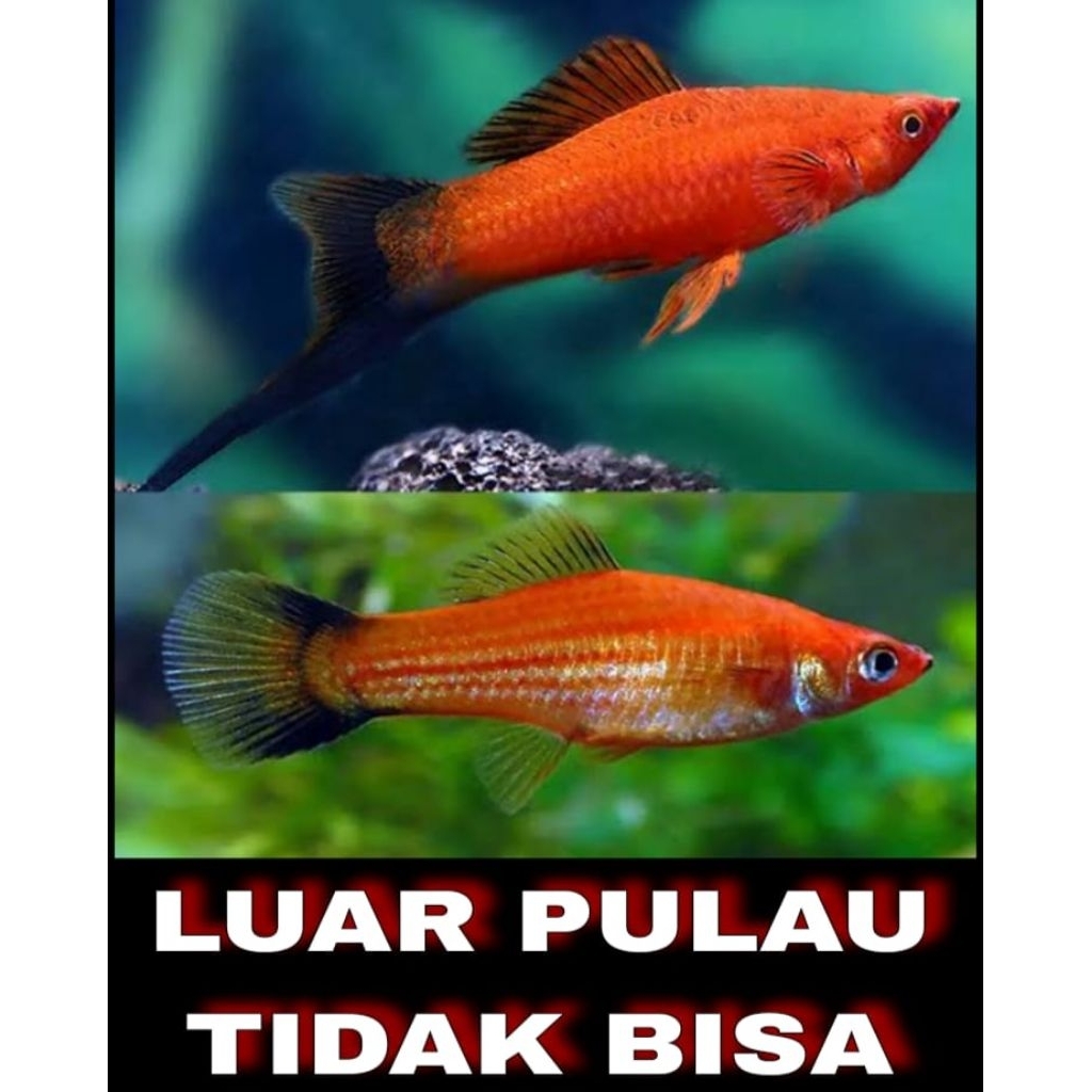 PLATY SWORDTAIL EKOR HITAM