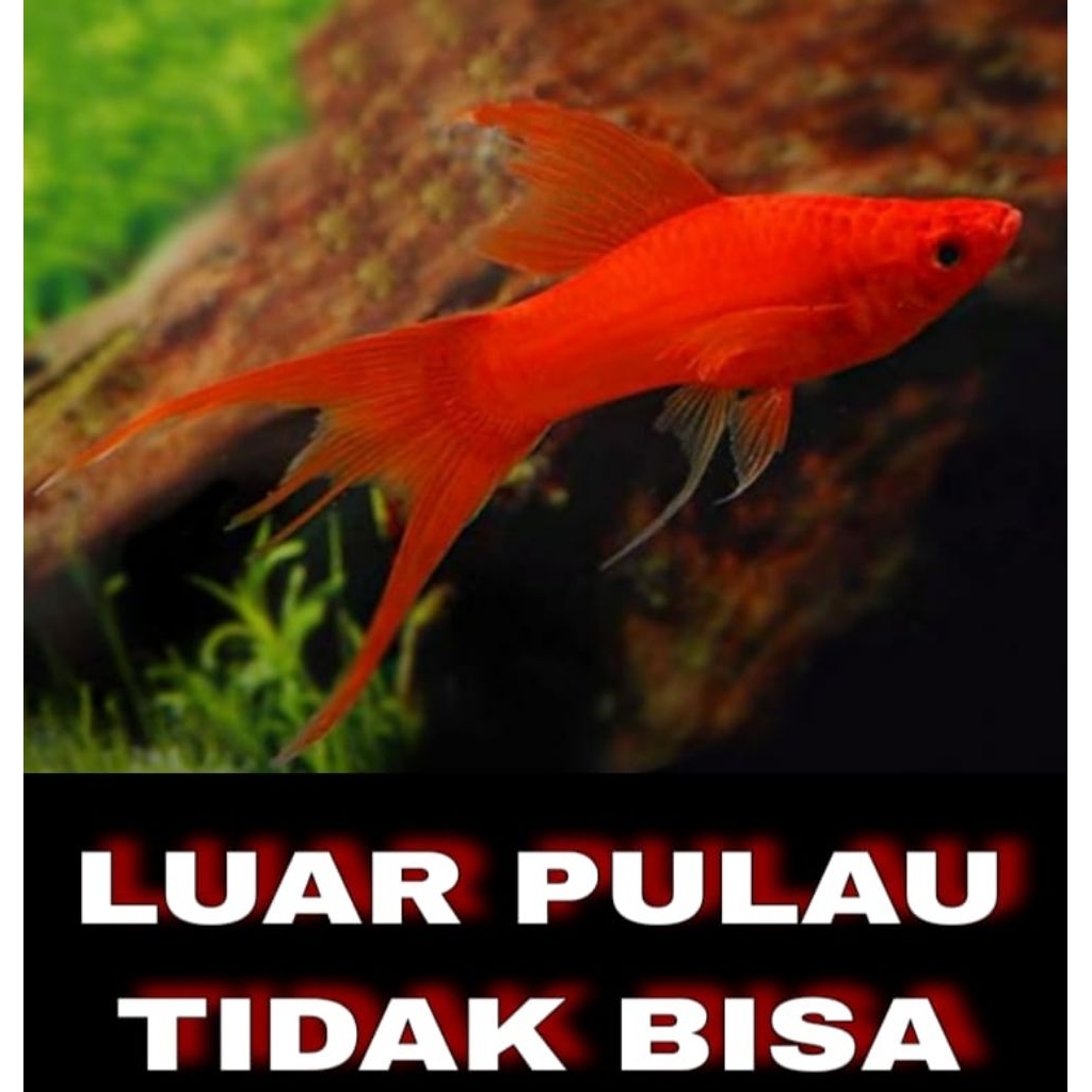 PLATY SIMPSON LYRETAIL HIASAN AQUARIUM