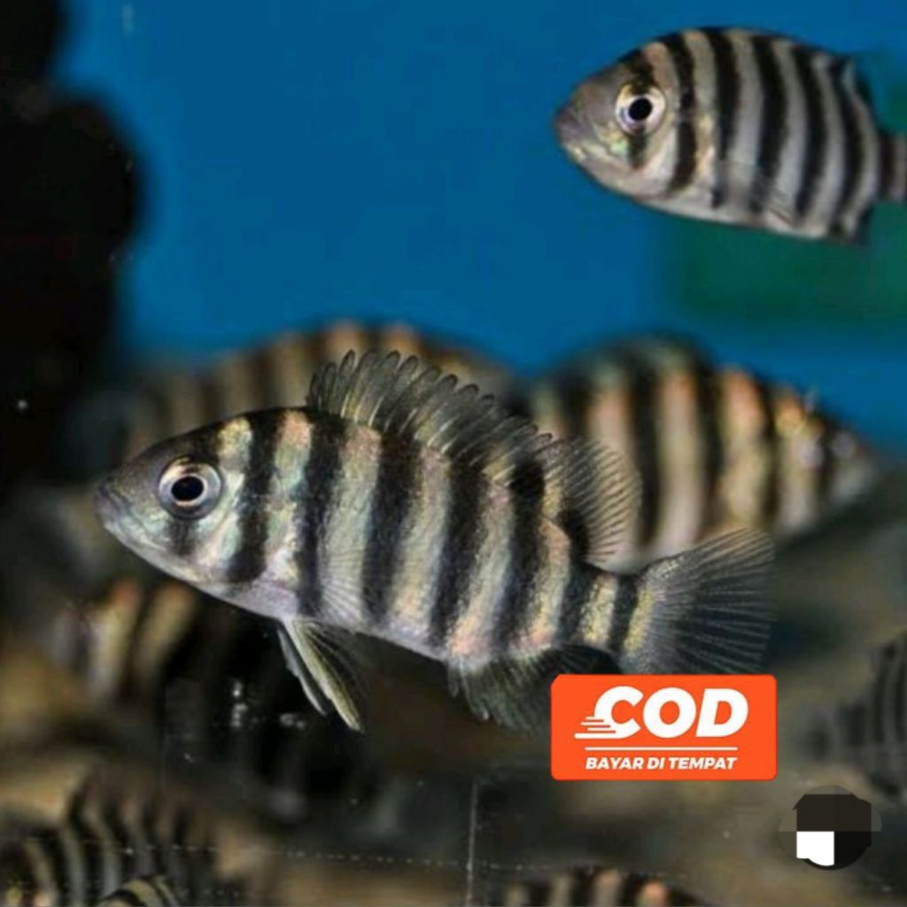 Ikan Cichlid Ninetynine Ikan Hias Air Tawar Zebra Tilapia Tankmate Ikan Hias