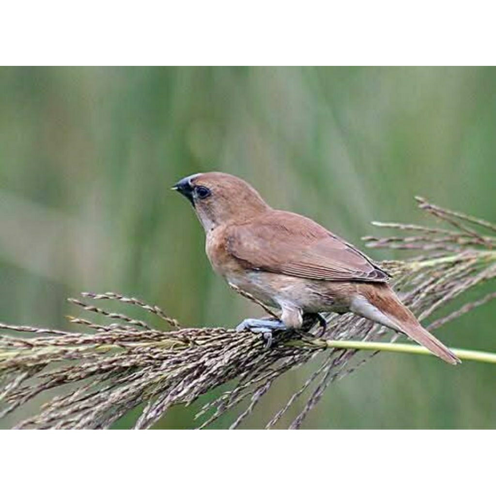 BURUNG PIPIT - BURUNG EMPRIT - BURUNG PEKING - BURUNG EMPRIT SAWAH - BURUNG EMPRIT BONDOL