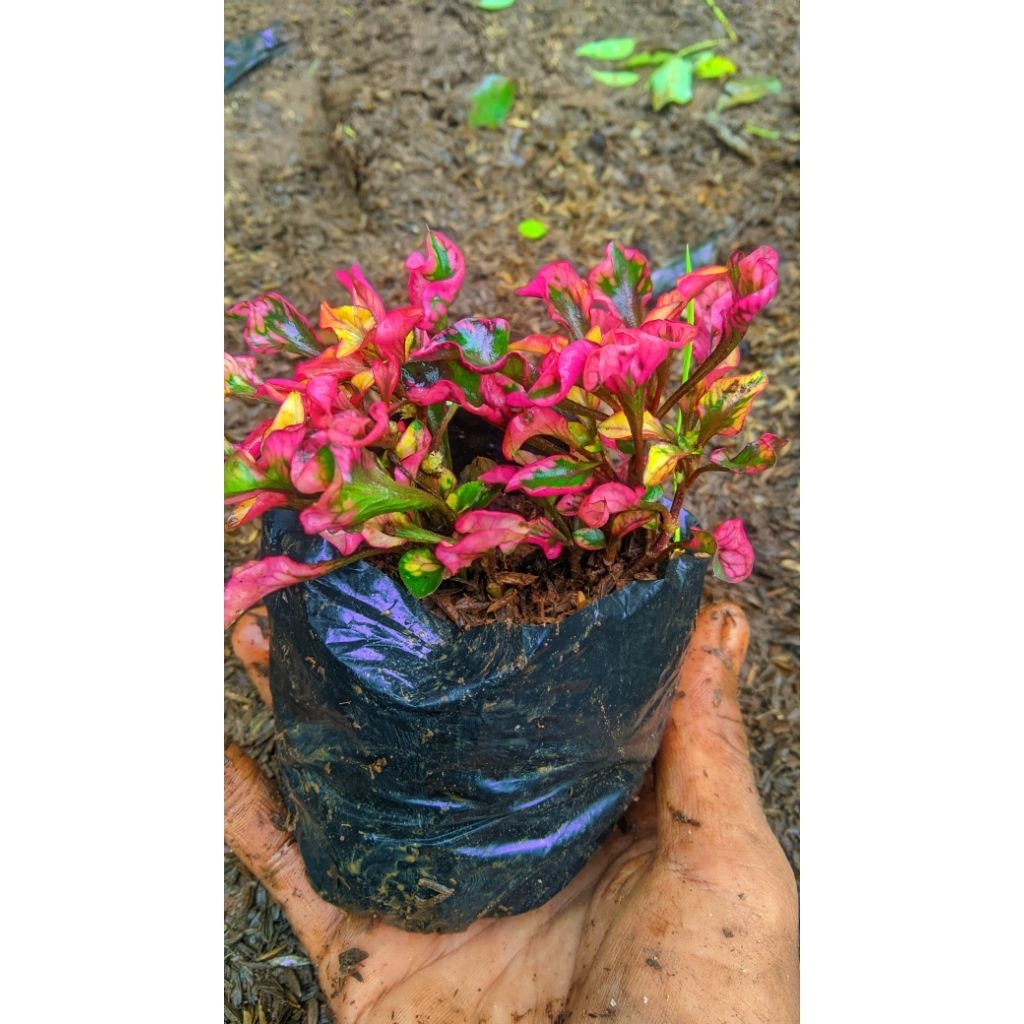 Tanaman Krokot Merah Paketan 30Pcs Murah / Tanaman Krokot Merah Rimbun Rimbun / Tanaman Outdoor Dan 