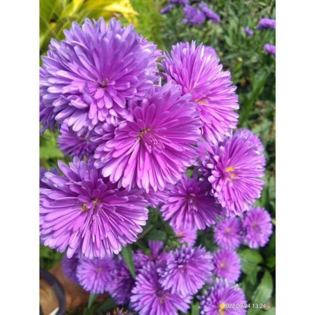 bibit tanaman hidup murah aster pikok(bunga pikok)