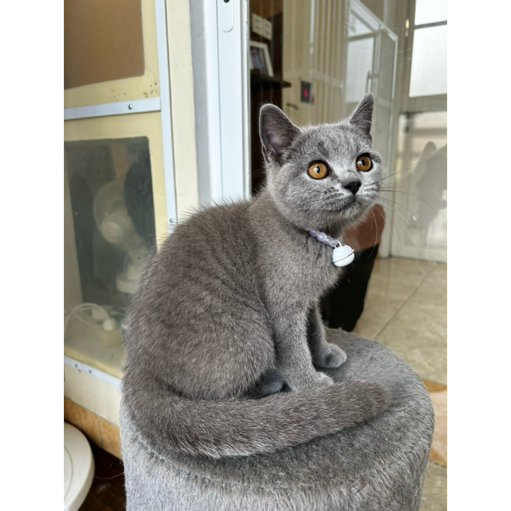 Kucing BSH Non Ped Female