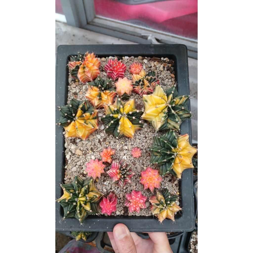 Kaktus gymno miha hybrid varigata Sarika x Pirate King