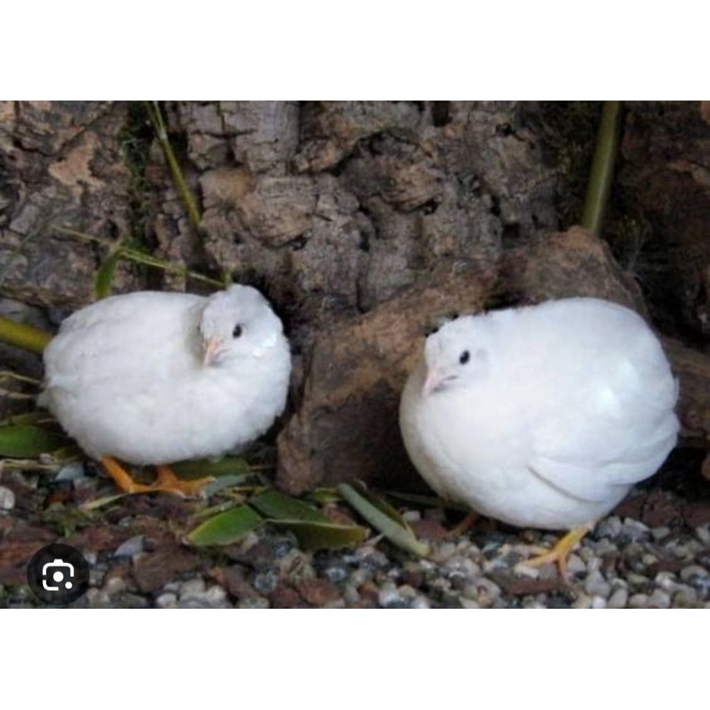 puyuh batu putih sepasang