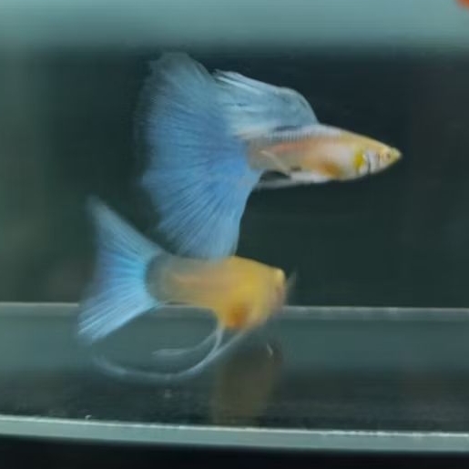 pembersih lantai ikan guppy blue sky ribbon