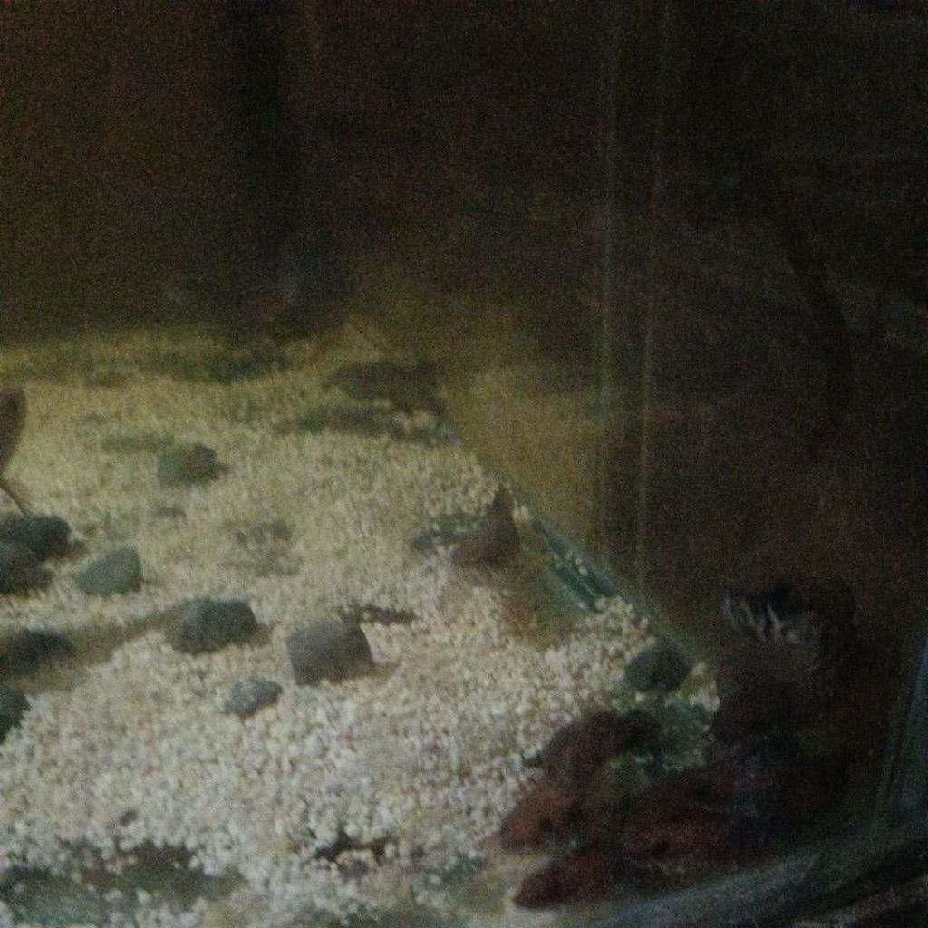 chana andrao ukuran 7-9cm