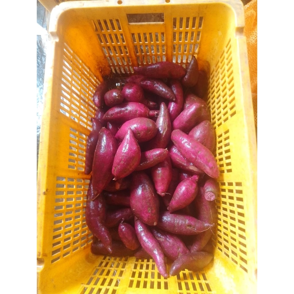 Ubi Ungu Murasaki 1KG