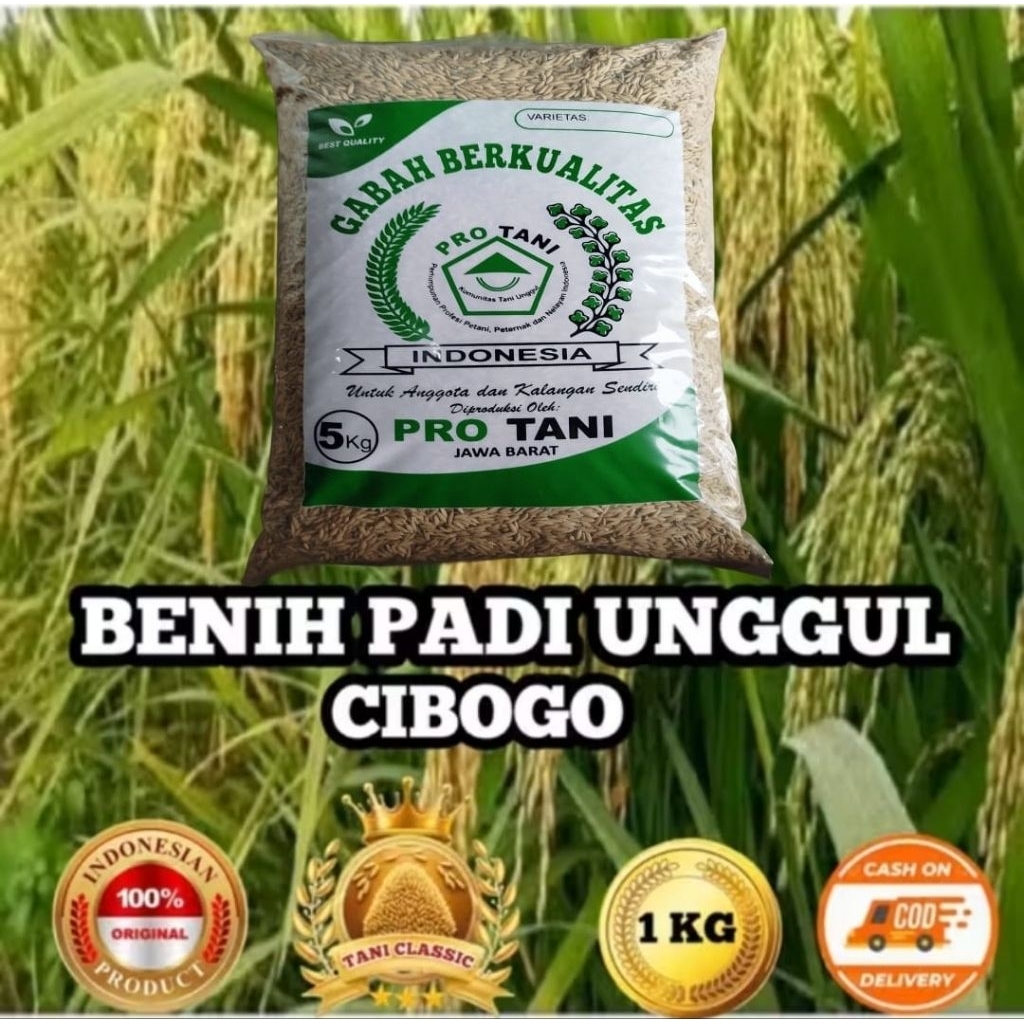 PAKET 10KG BENIH PADI CIBOGO LABEL PUTIH SUPER ORIGINAL
