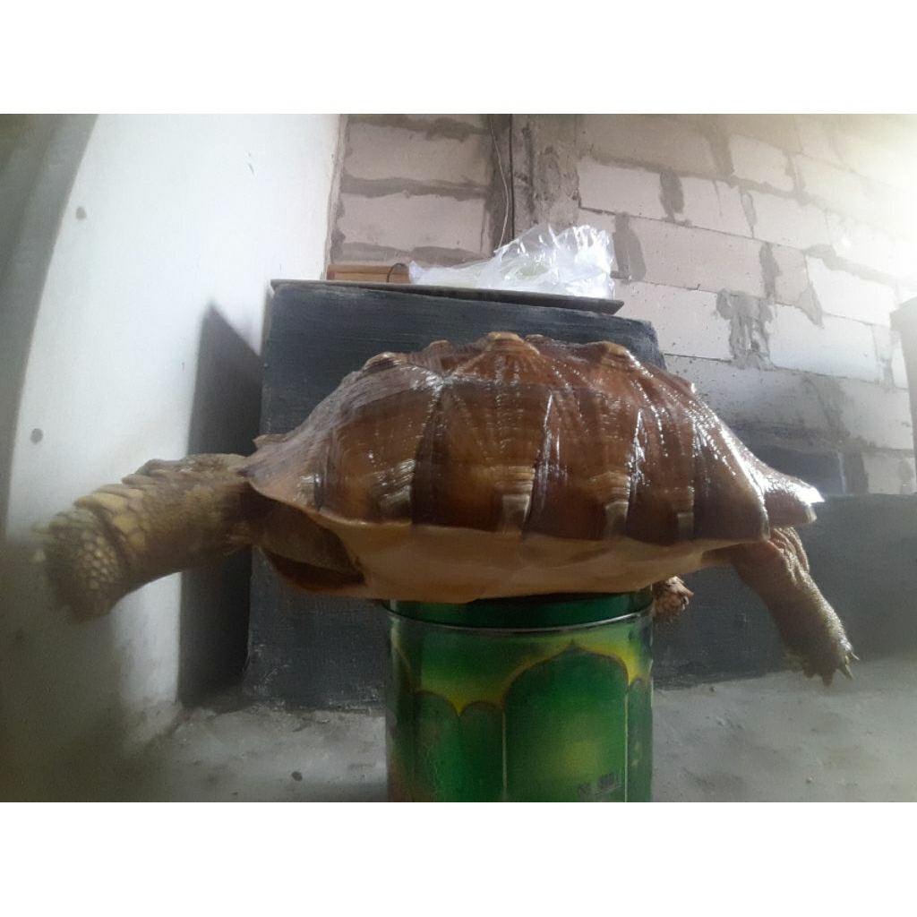 pelet sulcata
