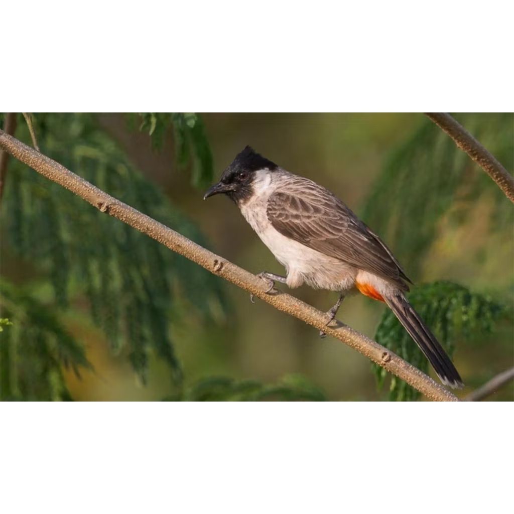 BURUNG KUTILANG GACOR