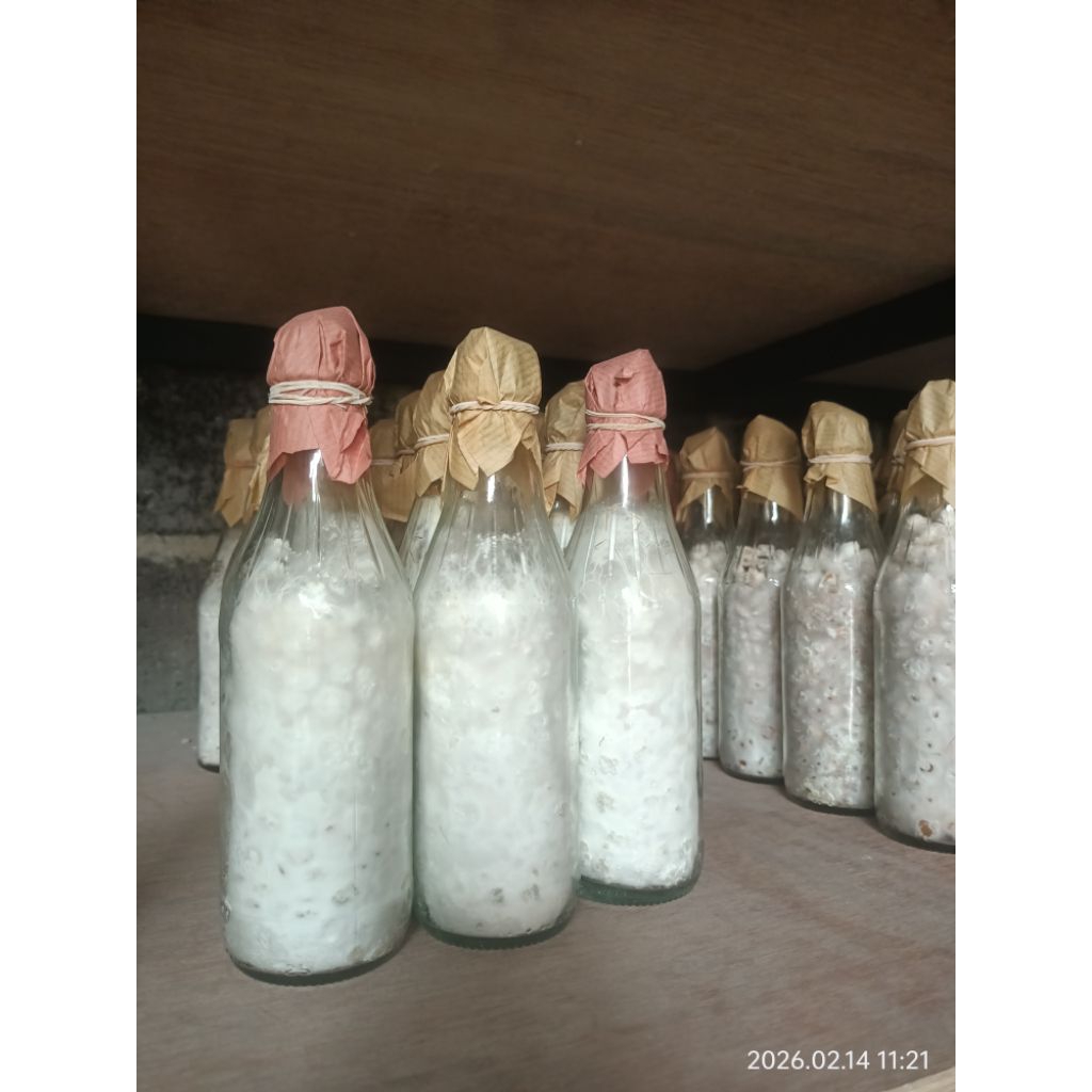 Bibit Jamur Tiram Coklat F2