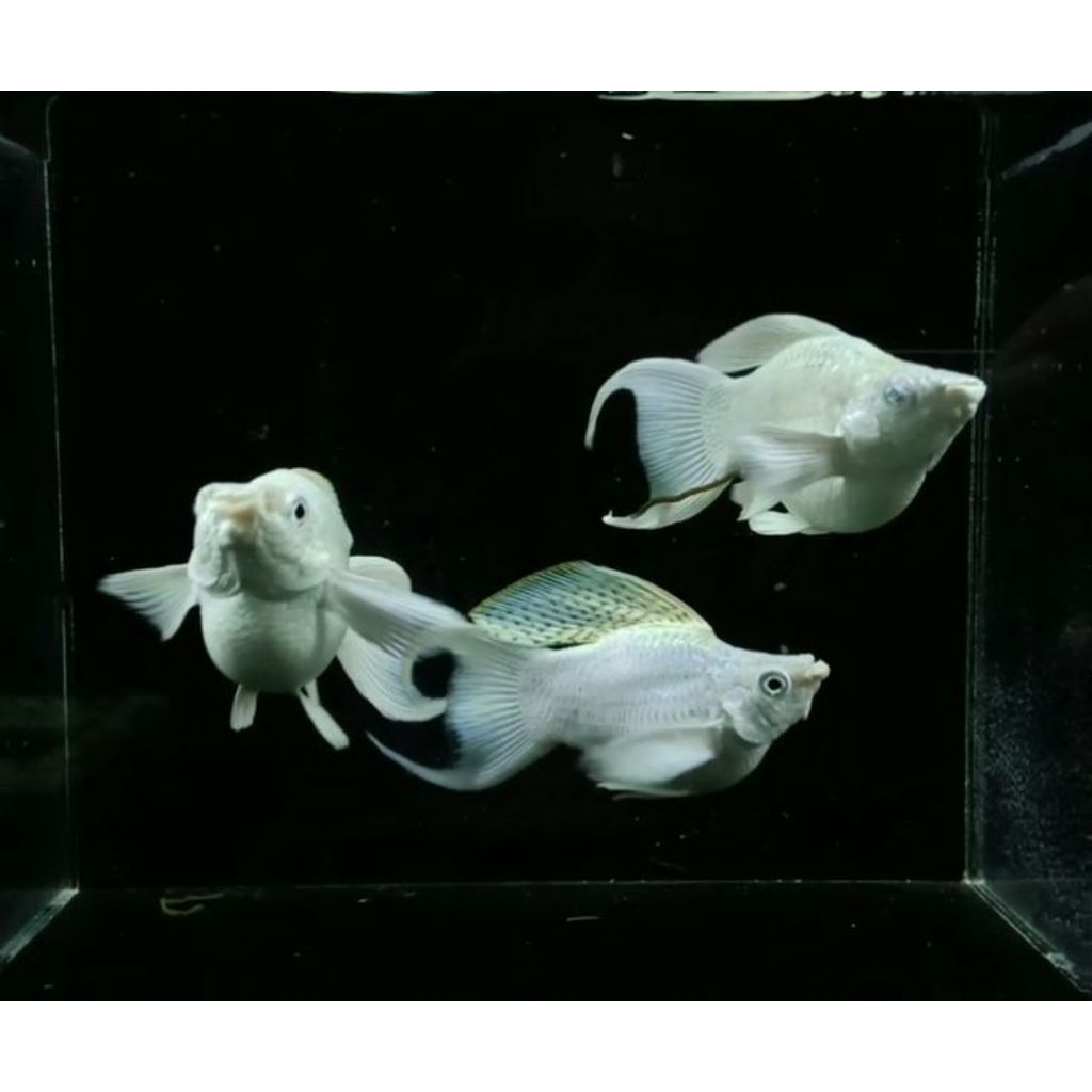 ikan molly balon platinum cawang lyretail jumbo indukan