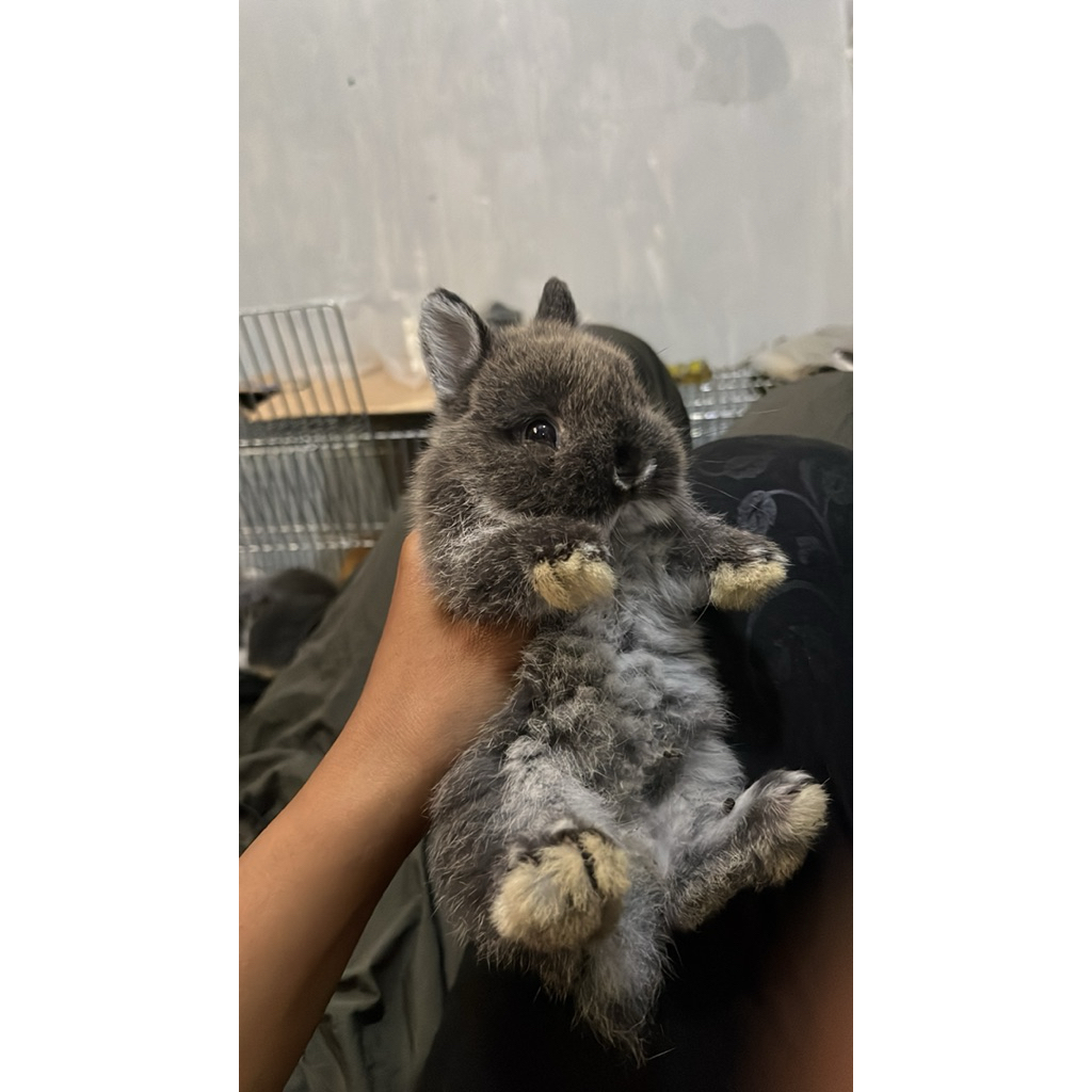 kelinci Netherland Dwarf, kelinci hias, kelinci ND warna siamiss sable, kelinci ND