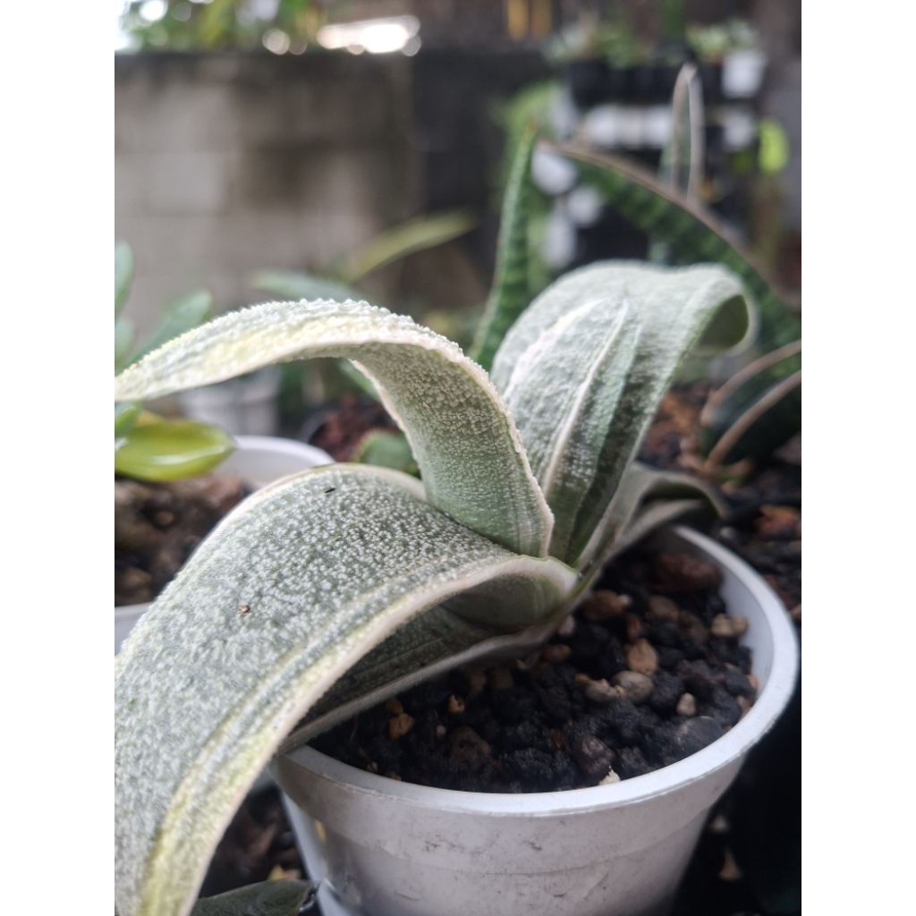Gasteria Batesiana Varigata Putih