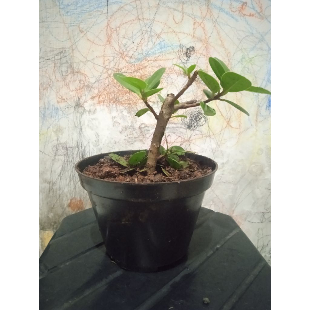 Bonsai Dollar