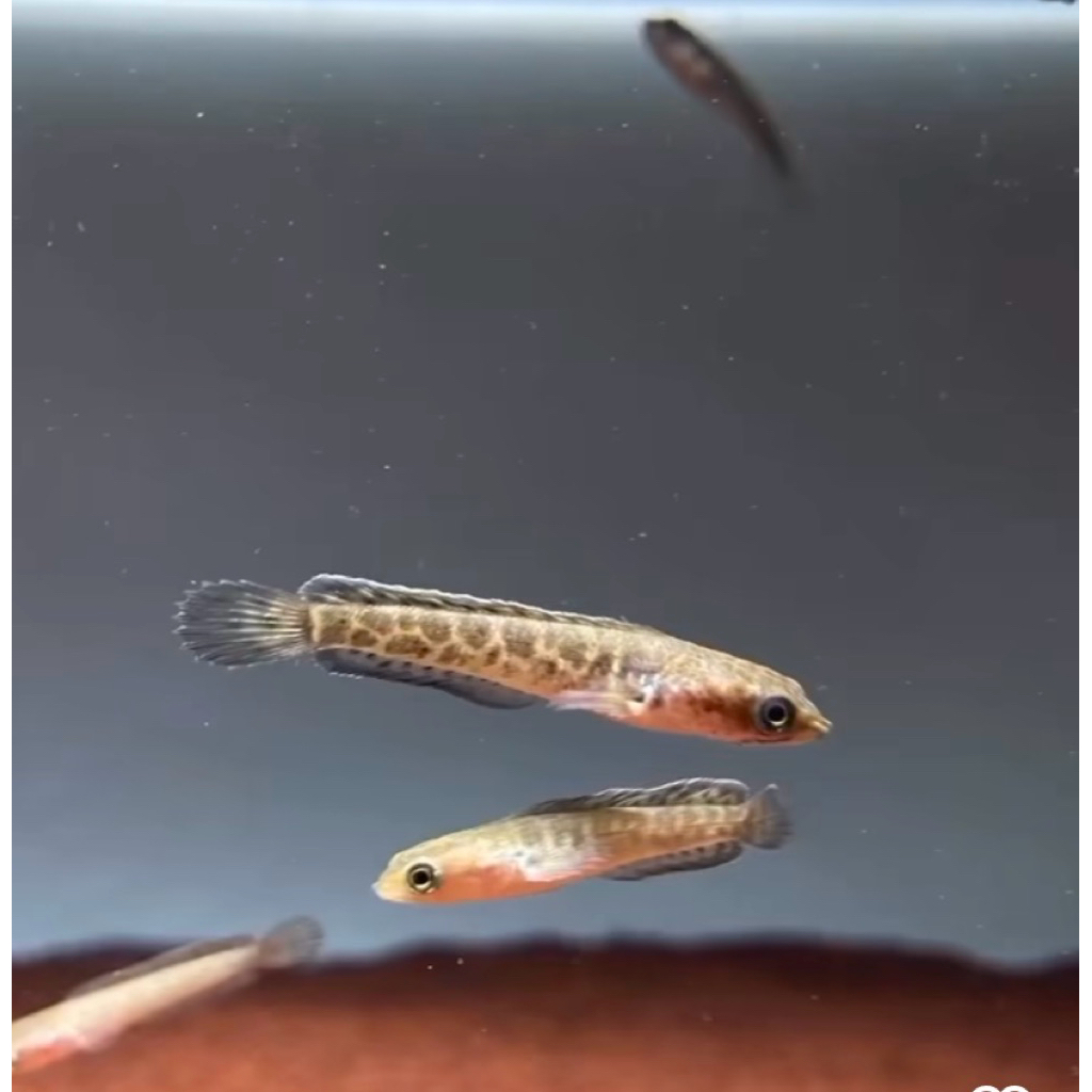 channa auranti ukuran 3-4 cm corak bagus, istimewa, jinak berkualitas