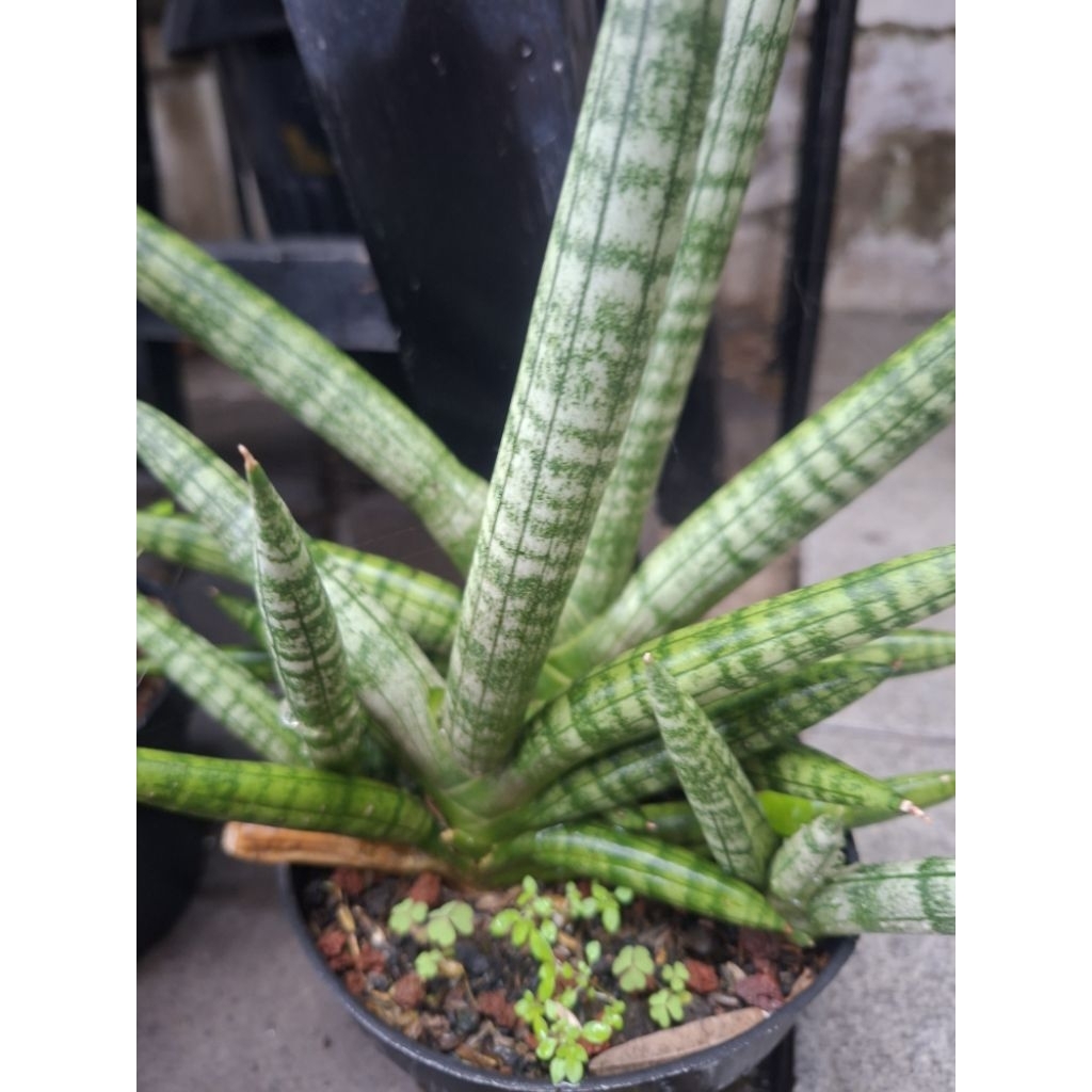 Sansevieria Boncel Sanse Boncel