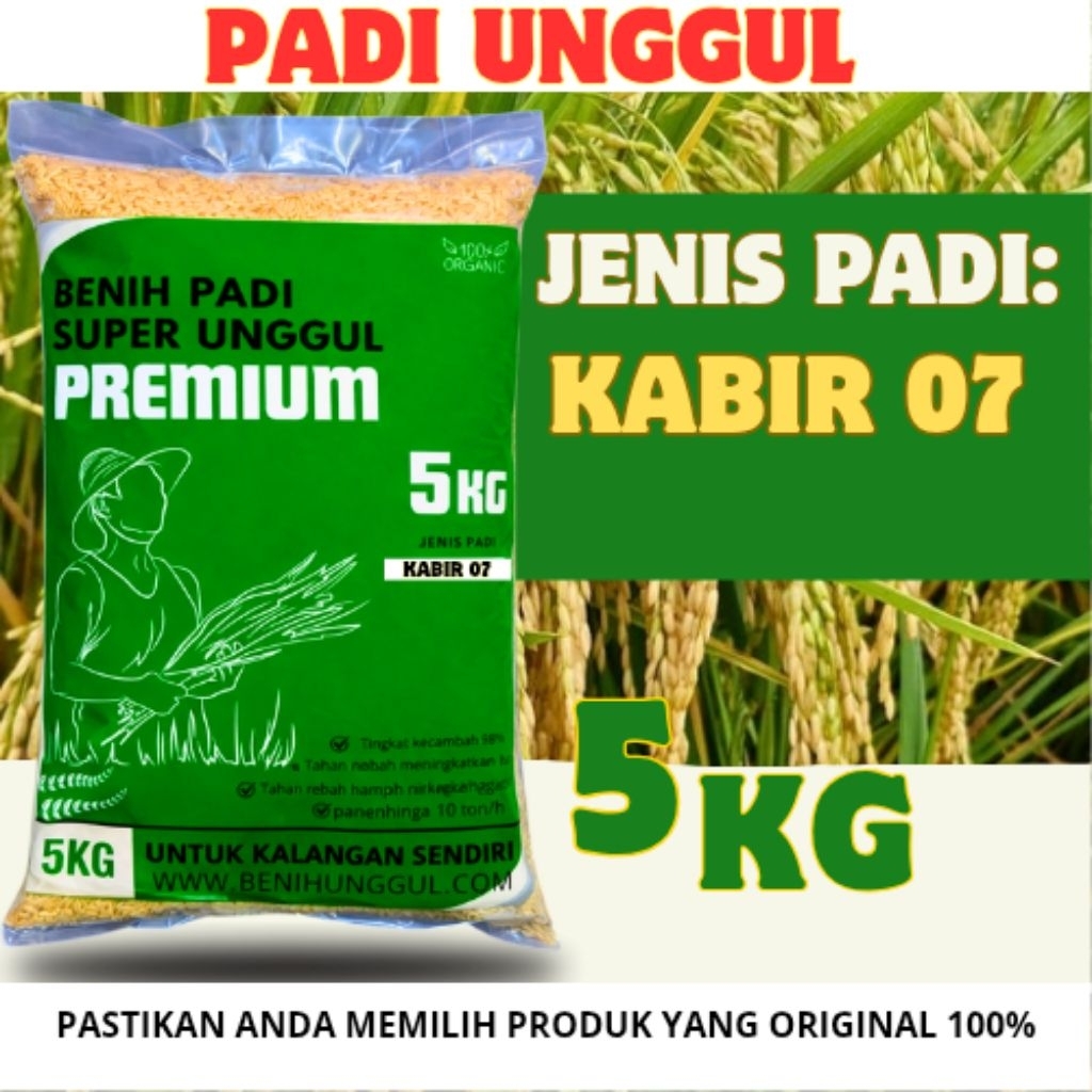 benih Padi Unggul Kabir 07 5Kg Premium Padi Unggul Kabir 07 5 Kg Berkualitas Super