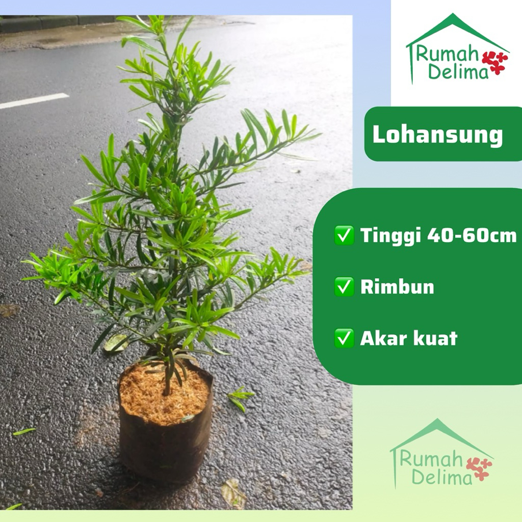 Tanaman Hias LOHANSUNG - Pohon Lohansung