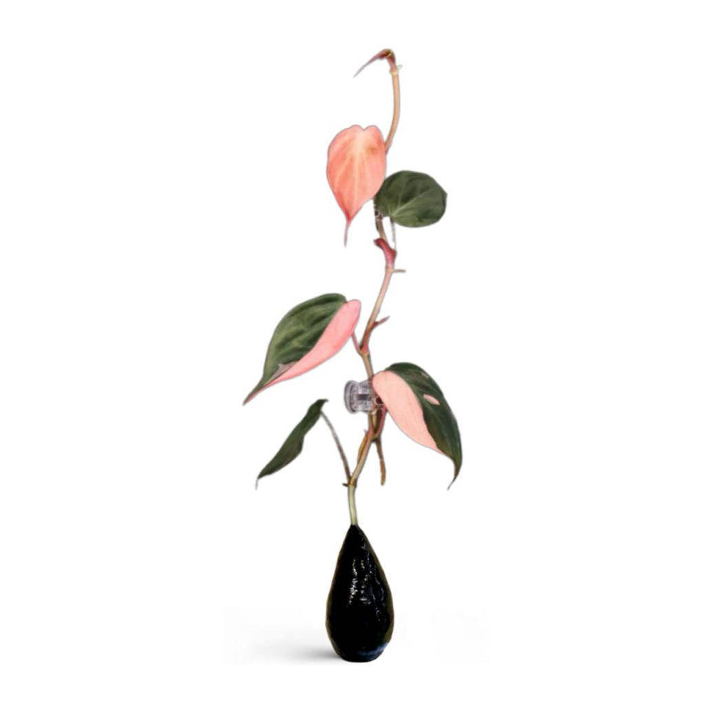 ( BISA COD ) PROMO Tanaman Hias Melano Micans Pink Bunga Hias Philodendron Mican Pink Tanaman Hidup